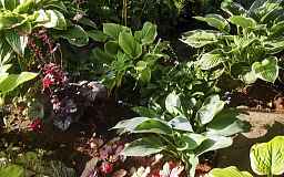 Тенелюбивые и теневыносливые растения для выращивания дома и в саду.