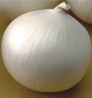 Цибуля Орізаба F1 250000 насіння ріпчаста середньостиглий білий, Seminis