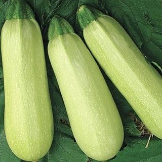 Кабачок Чаклун 500 г кустовой ранний