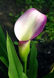 Калла Crystal Blush великоквіткова (10149), De Ree