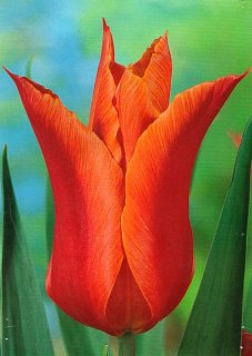 Тюльпан Ballerina 3 шт лилиевидный, De Ree (10609)