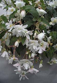 Бегония каскадная Double White (10144), De Ree