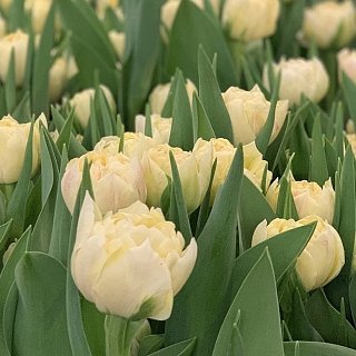 Тюльпан Piste 3 шт махровый, De Ree