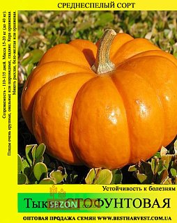 Гарбуз Стофунтовий 500 г великоплідний середньостиглий