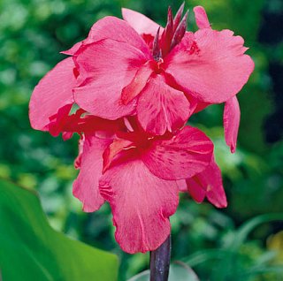 Канна Pink President (10832), De Ree