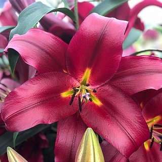 Лилия Scorpio ориентальная, De Ree