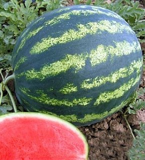 Арбуз Бонта F1 1000 семян ультраранний, Seminis