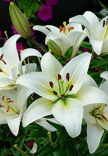 Лилия Mont Blanc азиатская (10156), De Ree