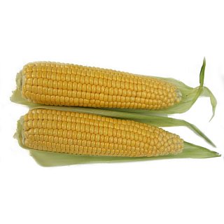 Кукуруза Свит Наггет F1 1000 семян ранняя сахарная, Agri Saaten