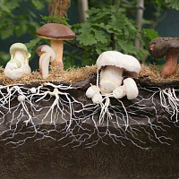 Изображение Міцелій грибів