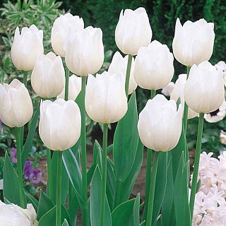 Тюльпан White Dream 3 шт триумф, De Ree