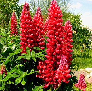 Люпин My Castle (10837), De Ree