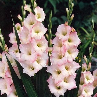 Гладиолус Orlando 3 шт крупноцветковый, De Ree