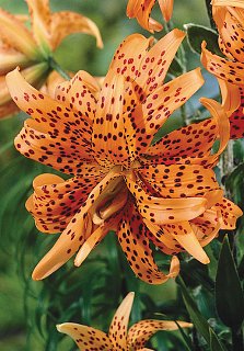 Лилия Flore Pleno азиатская махровая (10167), De Ree