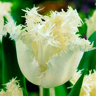 Тюльпан Swan Wings 3 шт бахромчатый, De Ree