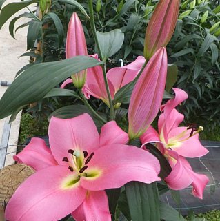 Лилия Giordana с гигантским цветком (10823), De Ree