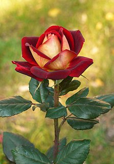 Роза Нью Фешн чайно-гібридна