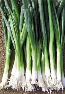 Лук Байа Верде 250000 насіння на перо ультраранній, Seminis