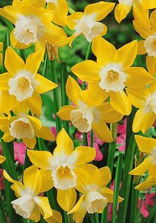 Нарцис Pipit 2 шт багатоквітковий De Ree(10627)