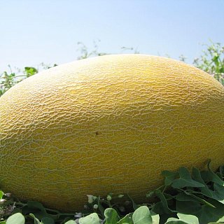 Диня Корса F1 1000 насінин середньорання, Agri Saaten