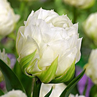 Тюльпан махровый Ice wonder