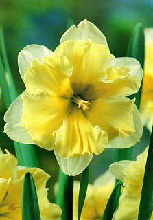 Нарцисс Delta Split Corona (10625)