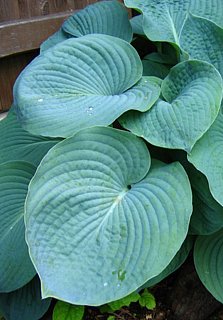 Хоста Big Father (10624)