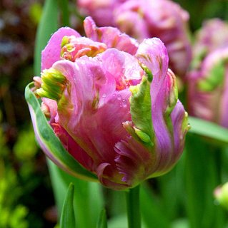 Тюльпан попугаевидный Rai