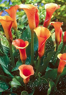 Калла Mozart великоквіткова (10150), De Ree