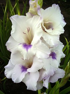 Гладиолус Home Coming серия Specialties (10135), De Ree