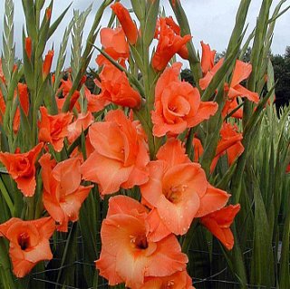 Гладиолус Orange King  3 шт крупноцветковый, De Ree
