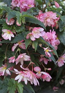 Бегония каскадная Double Salmon (10143), De Ree