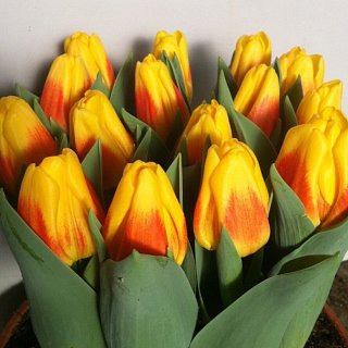 Тюльпан Ice Lolly 3 шт триумф низкорослый, De Ree