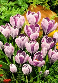 Крокус King of the Striped крупноцветковый (10634)