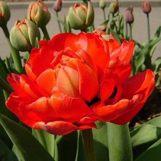 Тюльпан махровый Miranda