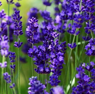 Лаванда Munstead (10834), De Ree