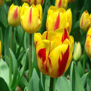 Тюльпан Washington 3 шт триумф, De Ree