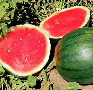 Арбуз Фенвэй F1 1000 семян ранний бессемянный, Seminis