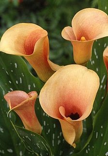 Калла Cameo великоквіткова (10298), De Ree