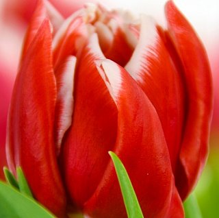 Тюльпан махровый Concorde