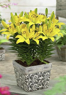 Лилия Buff Pixtie горшечная (10292), De Ree