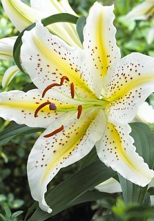 Лилия Gold Band ориентальная (10165), De Ree