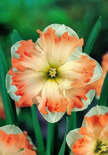 Нарцисс Split Corona Cum Laude (10626)