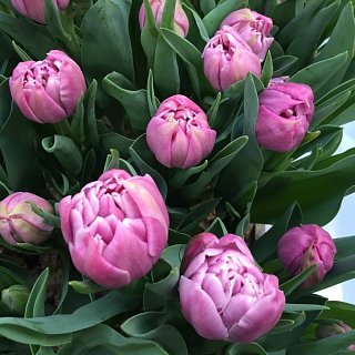 Тюльпан махровый Katinka