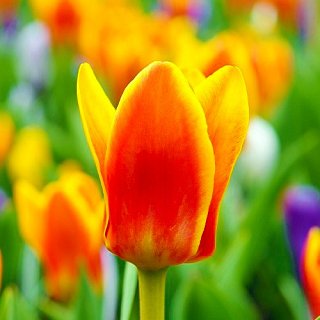 Тюльпан Cape Cod 3 шт грейга,De Ree