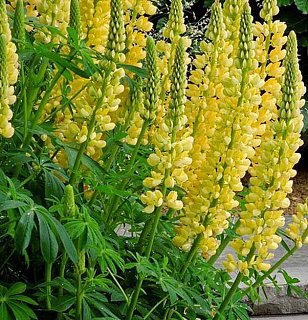 Люпин Chandelier (10835), De Ree