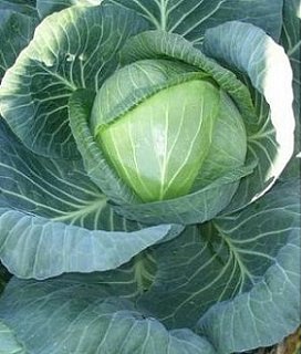 Капуста Ринда F1 2500 семян белокочанная среднеспелая, Seminis