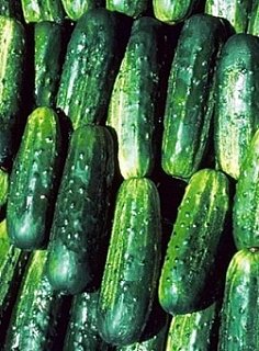 Огурец Потомак F1 1000 семян пчелоопыляемый ранний, Seminis