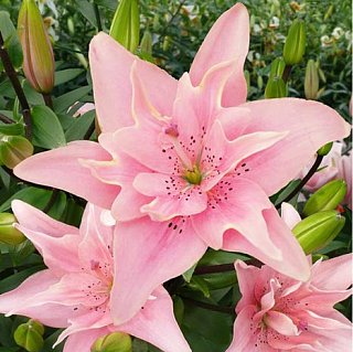 Лилия Elodie азиатская махровая (10814), De Ree