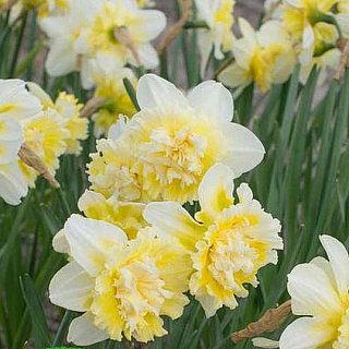 Нарцис Ice King 2 шт.